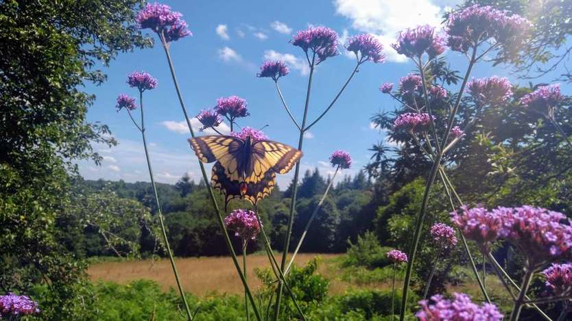 Swallowtail in Brittany.