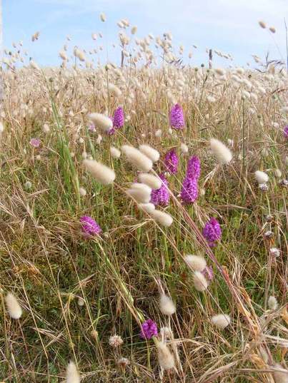Early purple orchids amonst hare's tail grass
