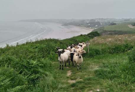 Moutons sur le sentier côtier